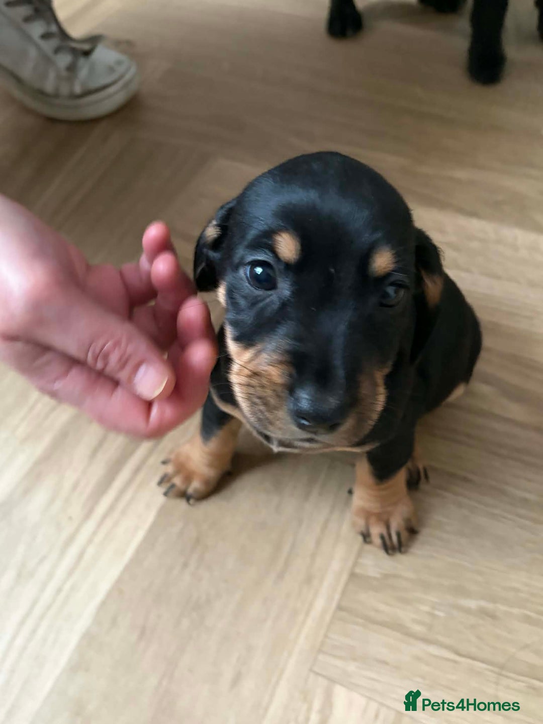 Mixed Breed dogs for sale: 9 Docker puppies - Advert 8