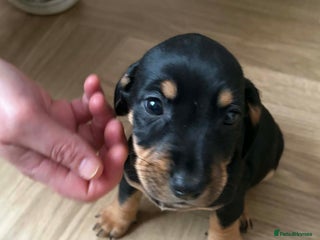 Mixed Breed dogs 9 Docker puppies - Advert 4
