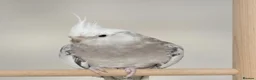 Cockatiels birds for sale: Breeding cockatiels for sale. - Advert 3