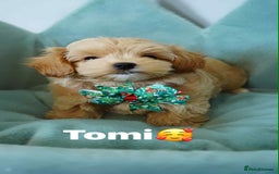 Maltipoo dogs for sale: Tiny F1 Asian Maltipoo puppies. Ready now! - Image 6