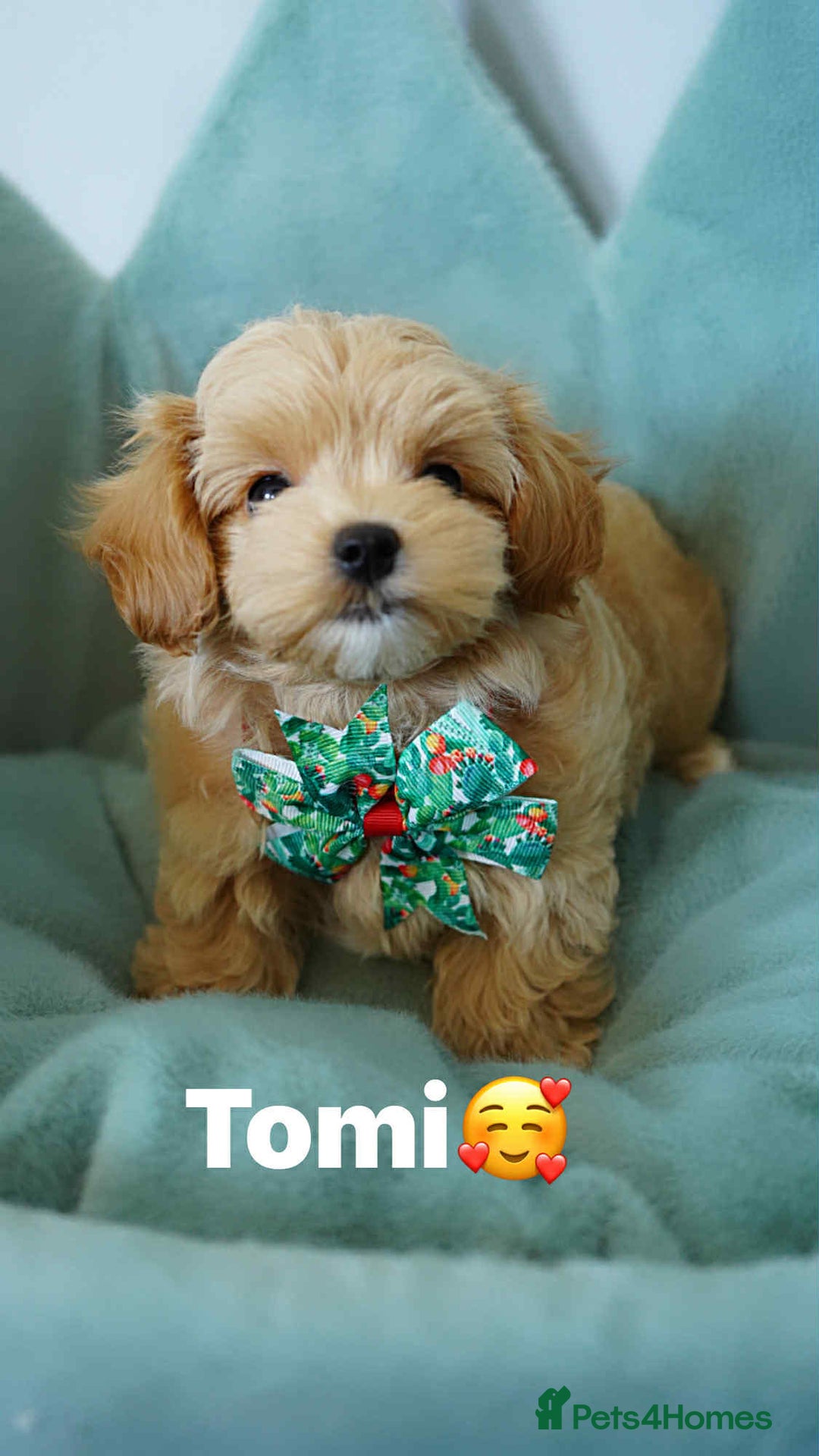 Maltipoo dogs for sale: Tiny F1 Asian Maltipoo puppies. Ready now! - Image 6