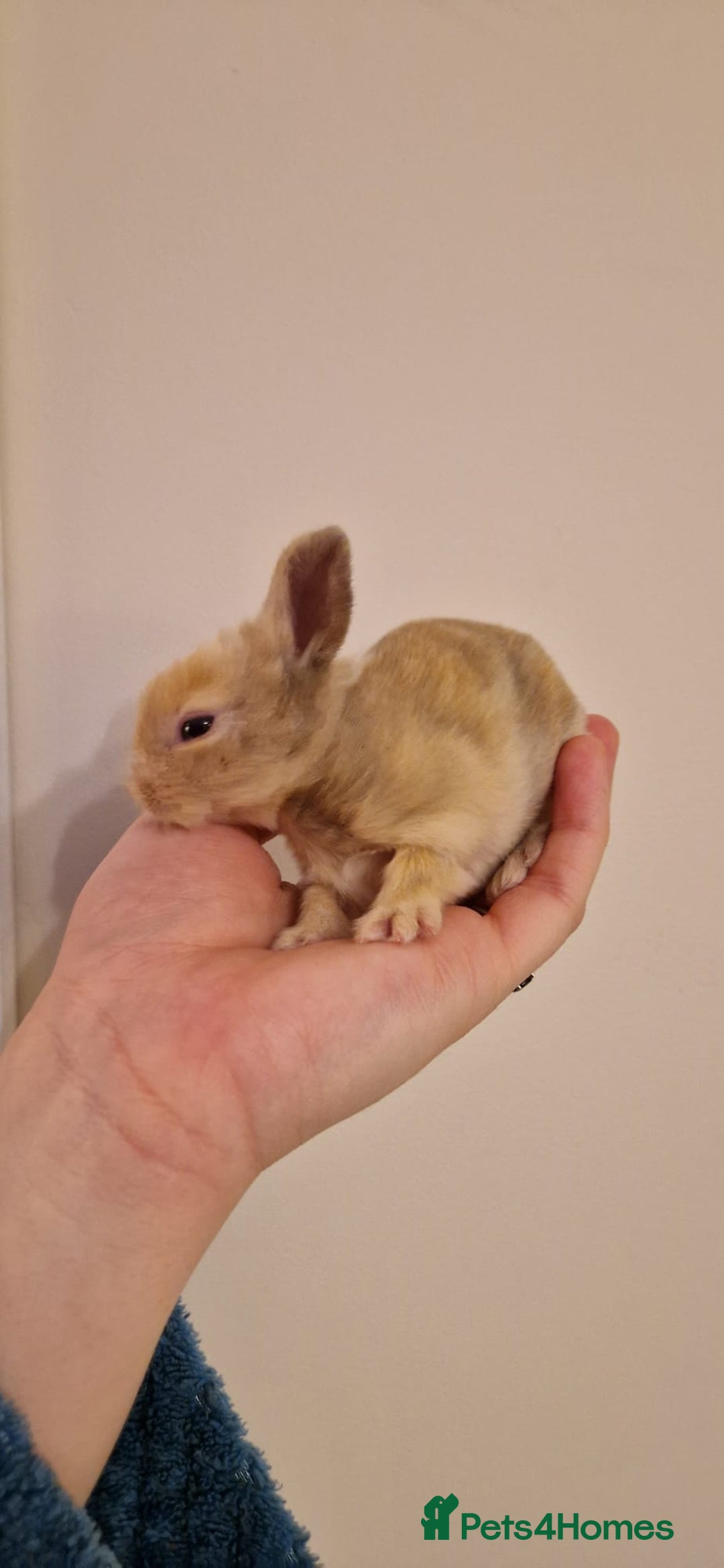 Lionhead rabbits for sale: Purebred Lionhead babies - Advert 12