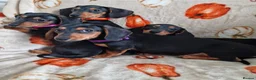 Miniature Dachshund dogs for sale: ADORABLE MINI DACHSHUNDS  - Advert 5