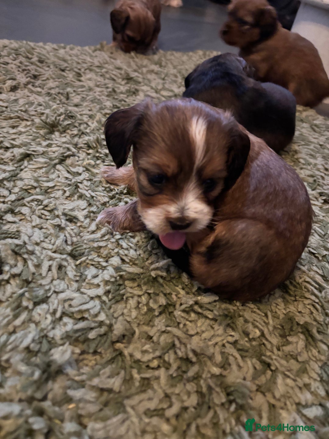 Mixed Breed dogs for sale: Shichi X mini Dachshund female pups 🐶💕 - Image 5