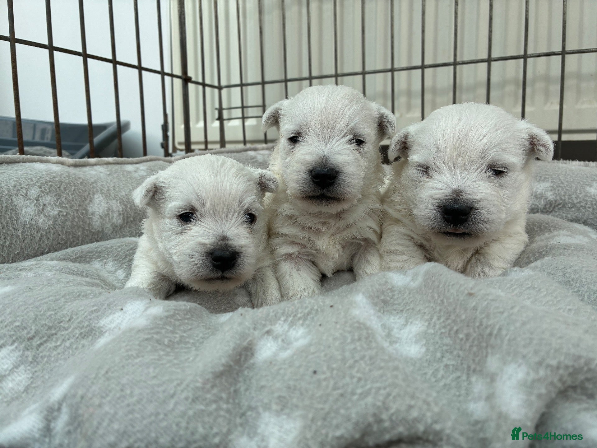 West Highland Terrier dogs West Highland Terriers  - Advert 2