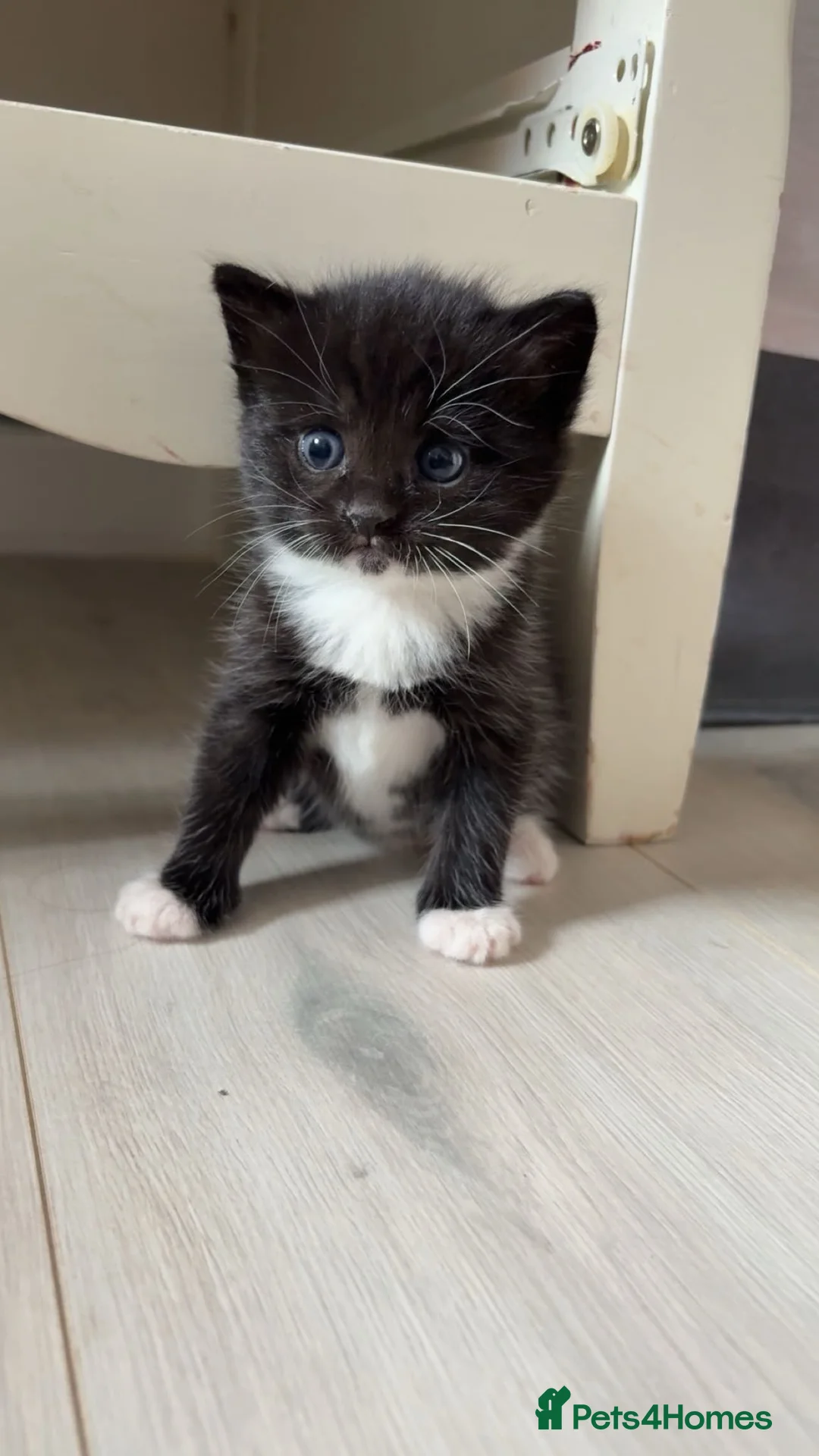 Mixed Breed cats for sale: Kittens for sale in Kettering - Advert 10