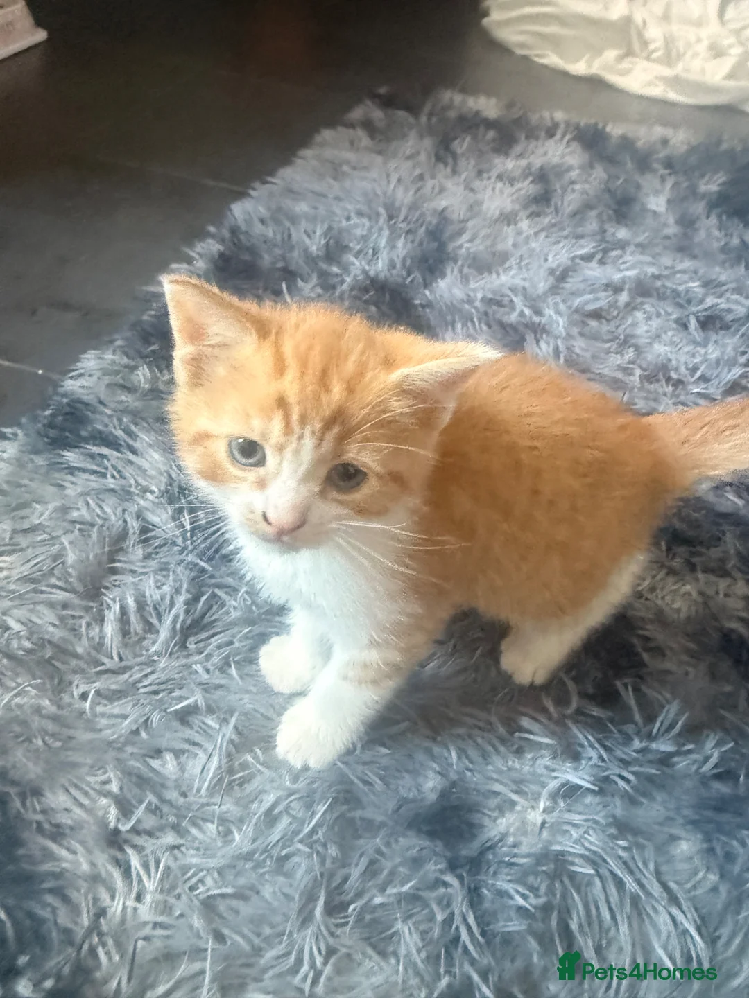 Mixed Breed cats for sale: Kitten in London - Advert 4
