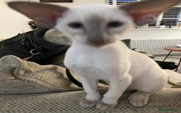 Siamese cats for sale: Stunning New Style Kittens GCCF - Image 3