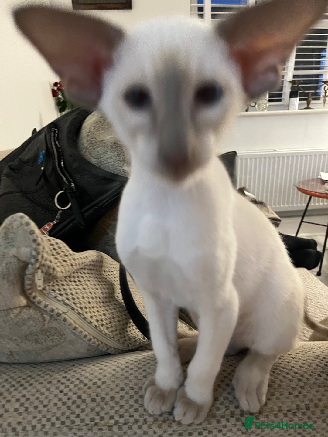 Siamese cats for sale: Stunning New Style Kittens GCCF - Image 3