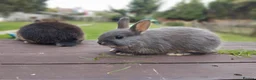 Netherland Dwarf rabbits for sale: Netherland dwarf £100 each - Advert 5