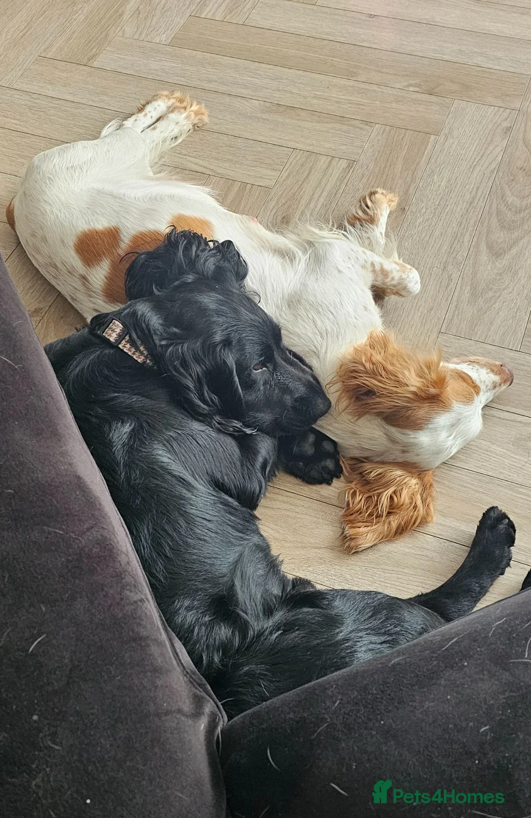 Cocker Spaniel dogs for sale: Golden Working Cocker Spaniel Puppies - Advert 9
