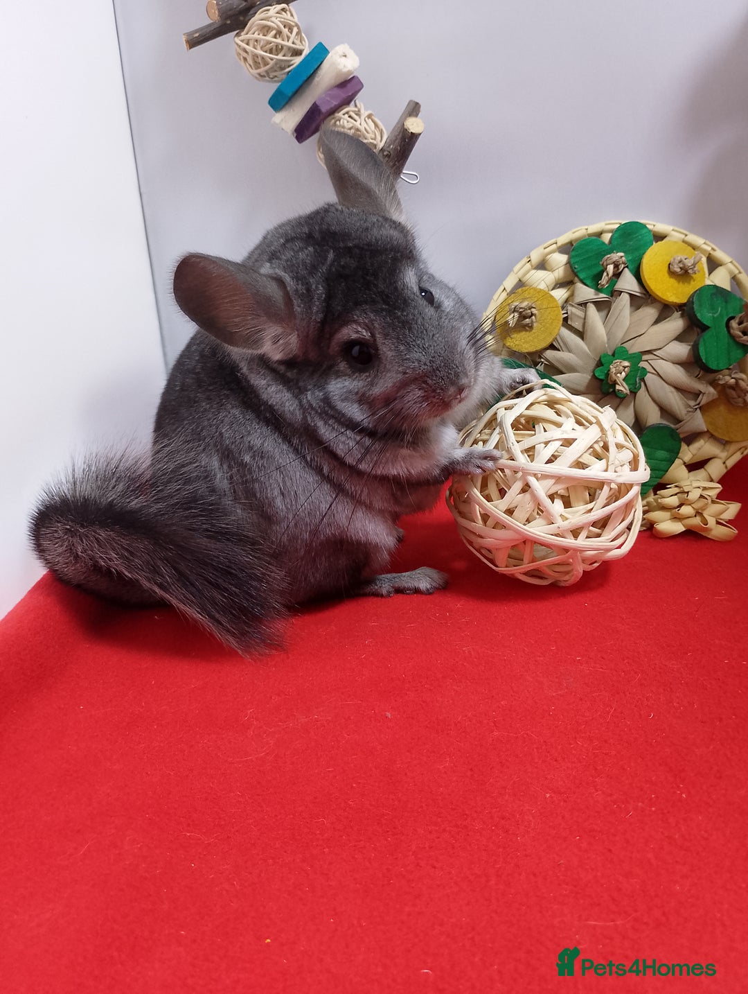 Chinchilla rodents for sale: RPA / RPAc young Female Chinchillas  - Advert 3