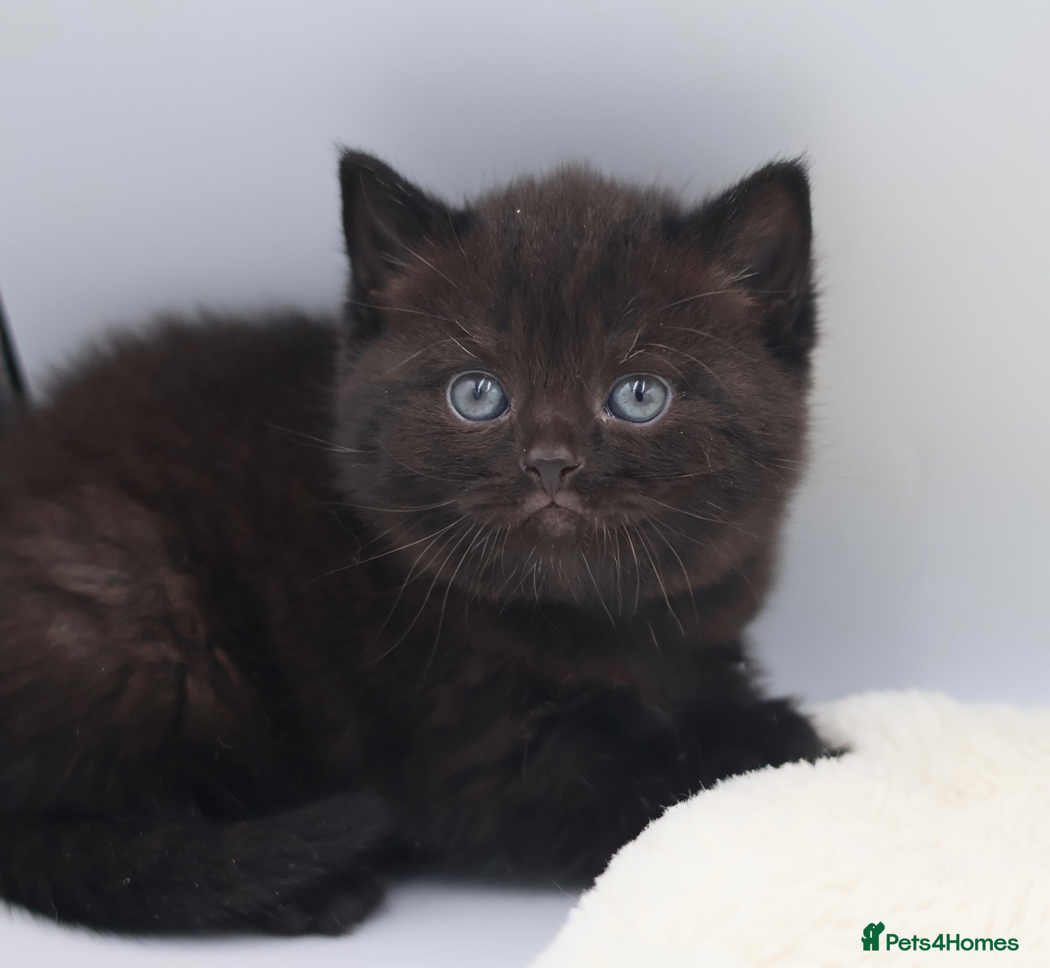 British Shorthair cats PEDIGREE REGISTERED CHUNKY BRITISH SHORTHAIRS - Advert 1