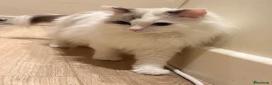 Ragdoll cat 4