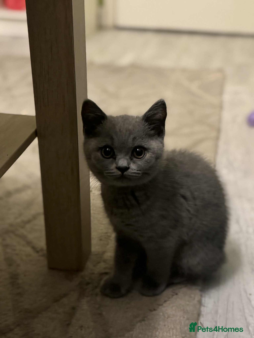 British Shorthair cats for sale: GCCF Registered British Shorthair Kittens  - Image 15