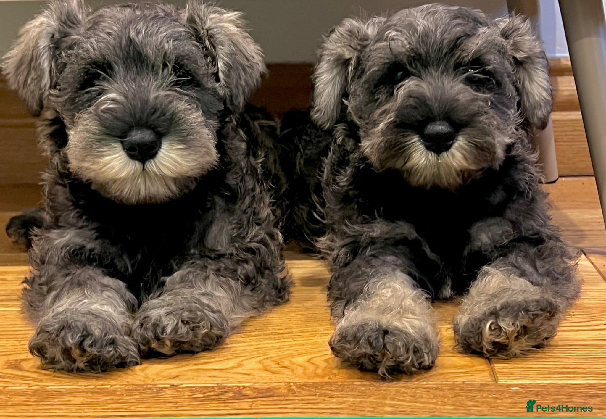 Miniature Schnauzer dogs Miniature Schnauzer Puppies  - Advert 3