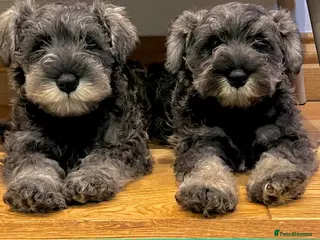 Miniature Schnauzer dogs Miniature Schnauzer Puppies - Advert 7