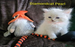 Siberian cats for sale: Champion blood, 5 Gen pedigree, loving kittens - Image 6