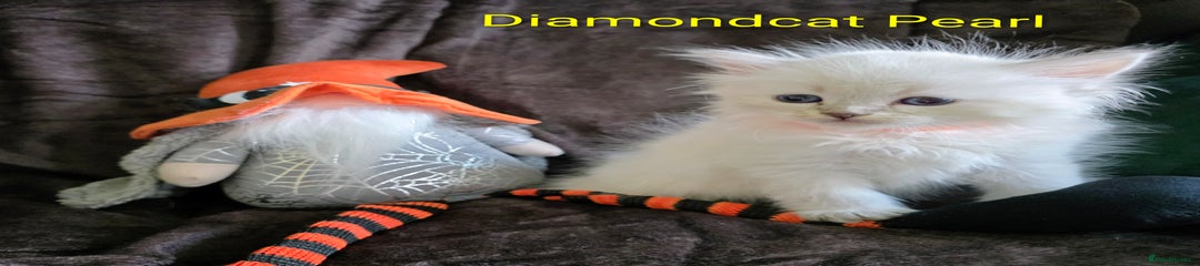 Siberian Kitten 3, Diamondcat Pearl