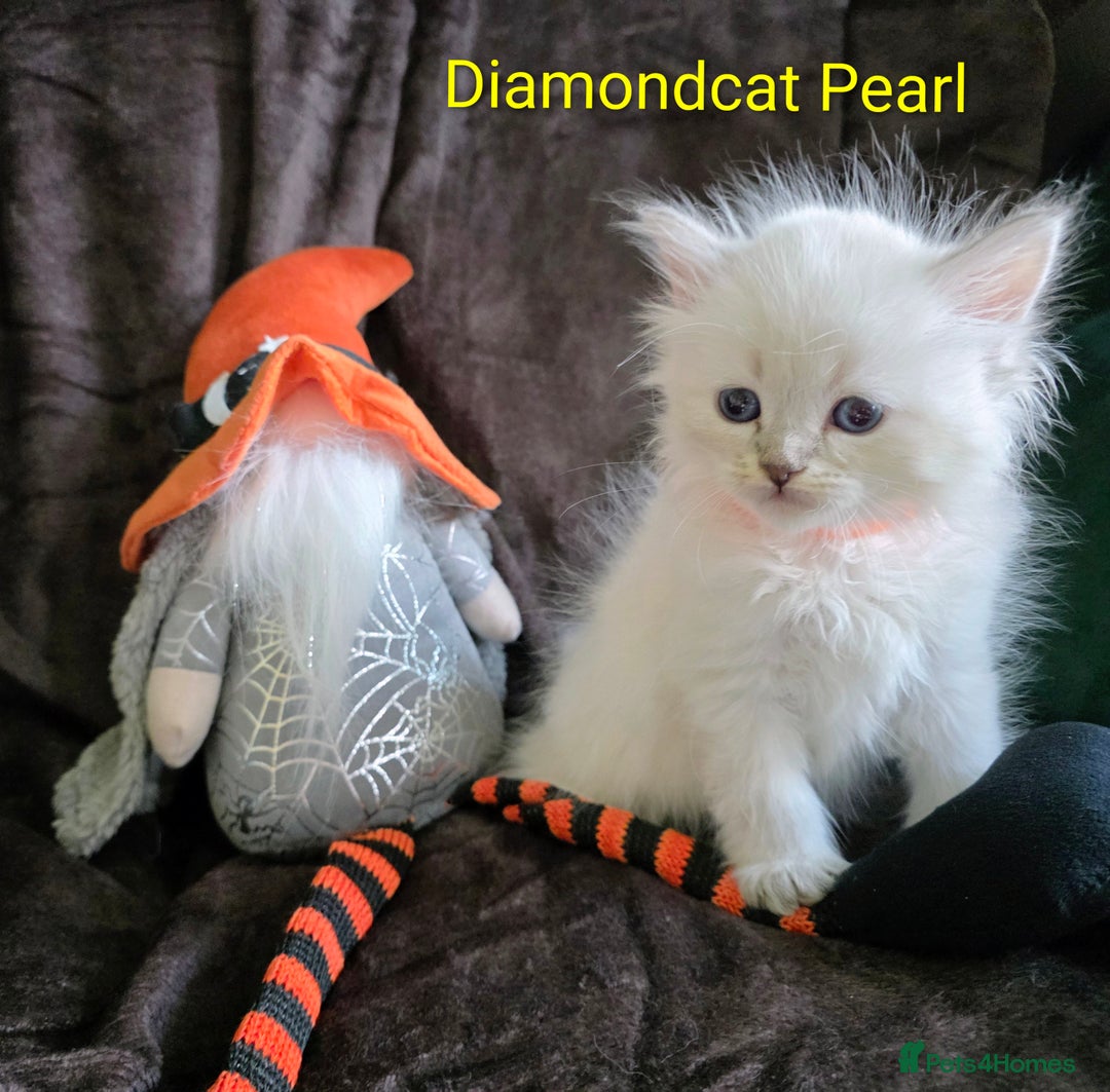 Siberian cats for sale: Champion blood, 5 Gen pedigree, loving kittens - Image 6