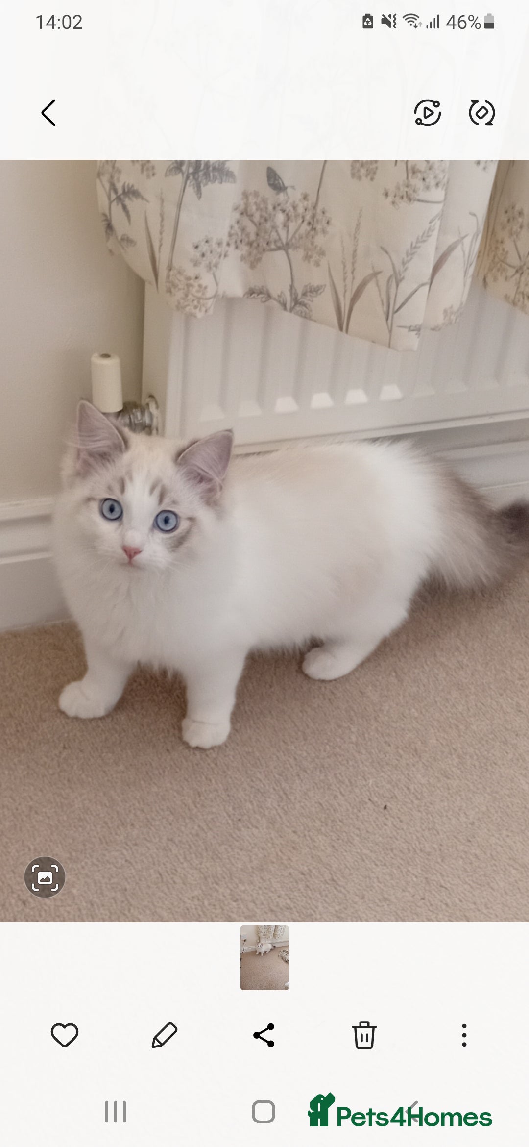Ragdoll cats for sale: Ragdoll kitten  - Advert 2