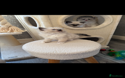 Ragdoll cats for sale: GCCF REGISTERED DNA TESTED PARENTS AND CLEAR  - Image 17