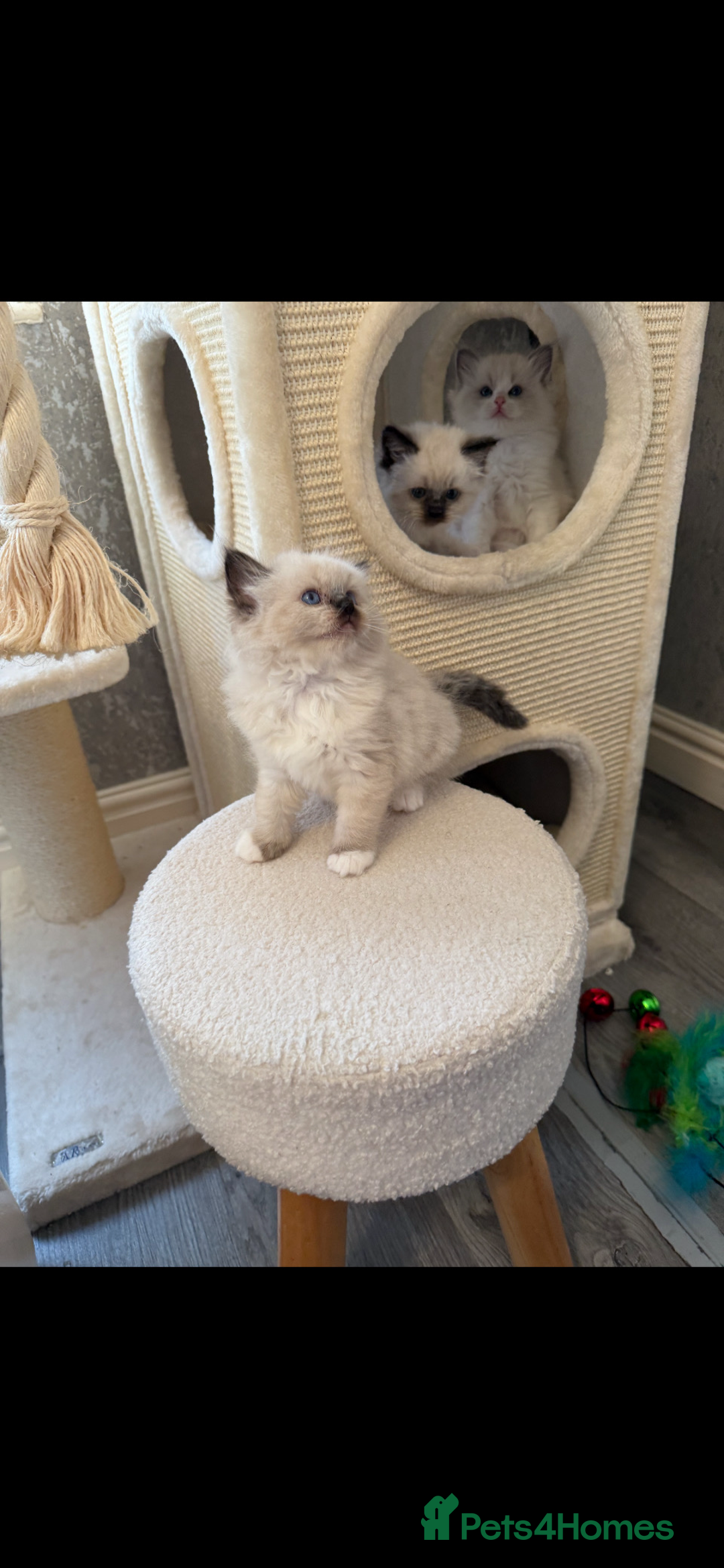 Ragdoll cats for sale: GCCF REGISTERED DNA TESTED PARENTS AND CLEAR  - Image 17