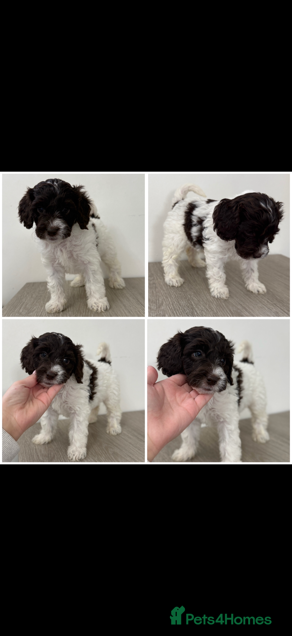 Sproodle dogs 4 Beautiful Sproodle Puppies - Ready soon 🐾 - Advert 1
