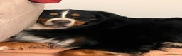 Bernese Mountain Dog dogs for stud: Bernese mountain STUD - Advert 4
