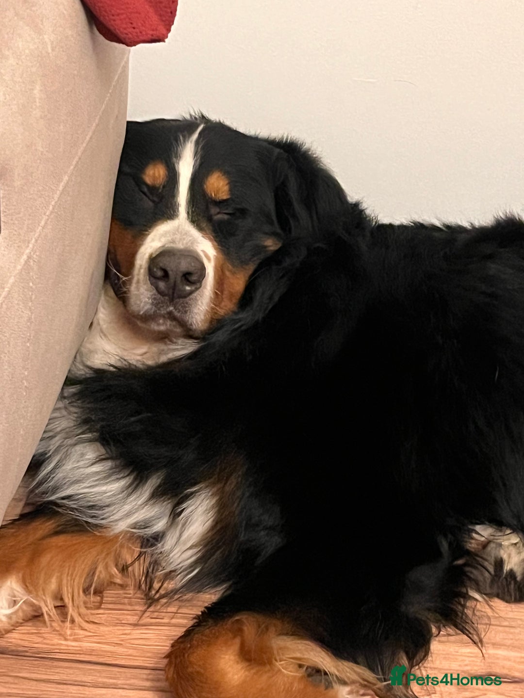Bernese Mountain Dog dogs for stud: Bernese mountain STUD - Image 4