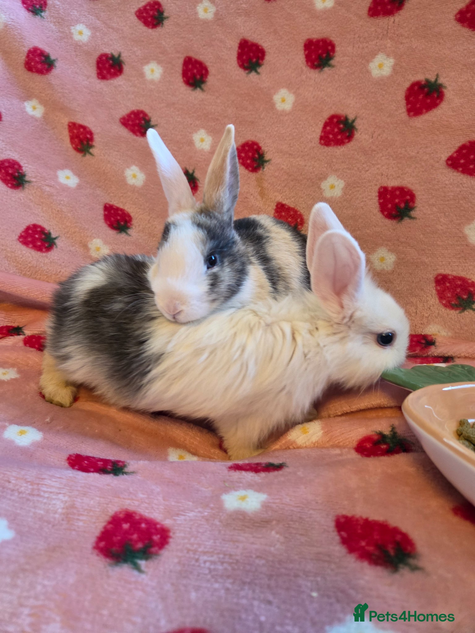 Mixed Breed rabbits LAST 2 Mini Plush lop 🩷🩵 8 weeks old very tame - Advert 2