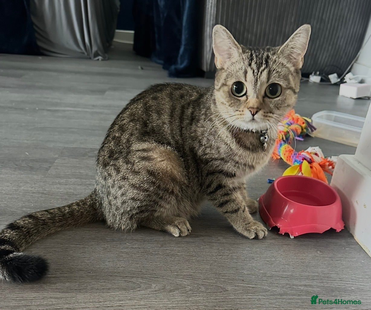 Mixed Breed cats 3 female kittens  in Chelmsford - Advert 1