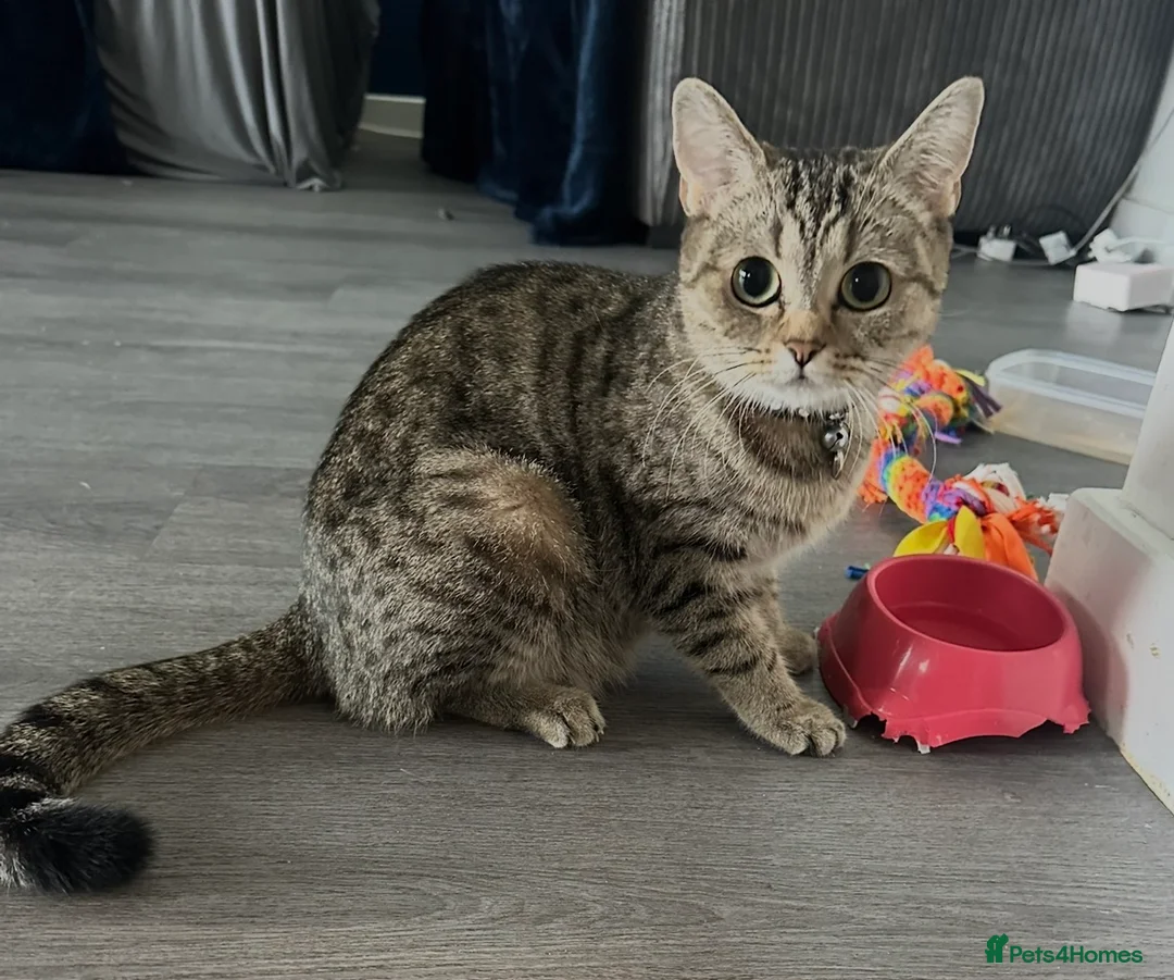 Mixed Breed cats for sale: 3 female kittens  in Chelmsford - Advert 1