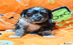 Mini Goldendoodle dogs for sale: 🐾🐾Mini golden doodles out of therapy asst momma - Image 3