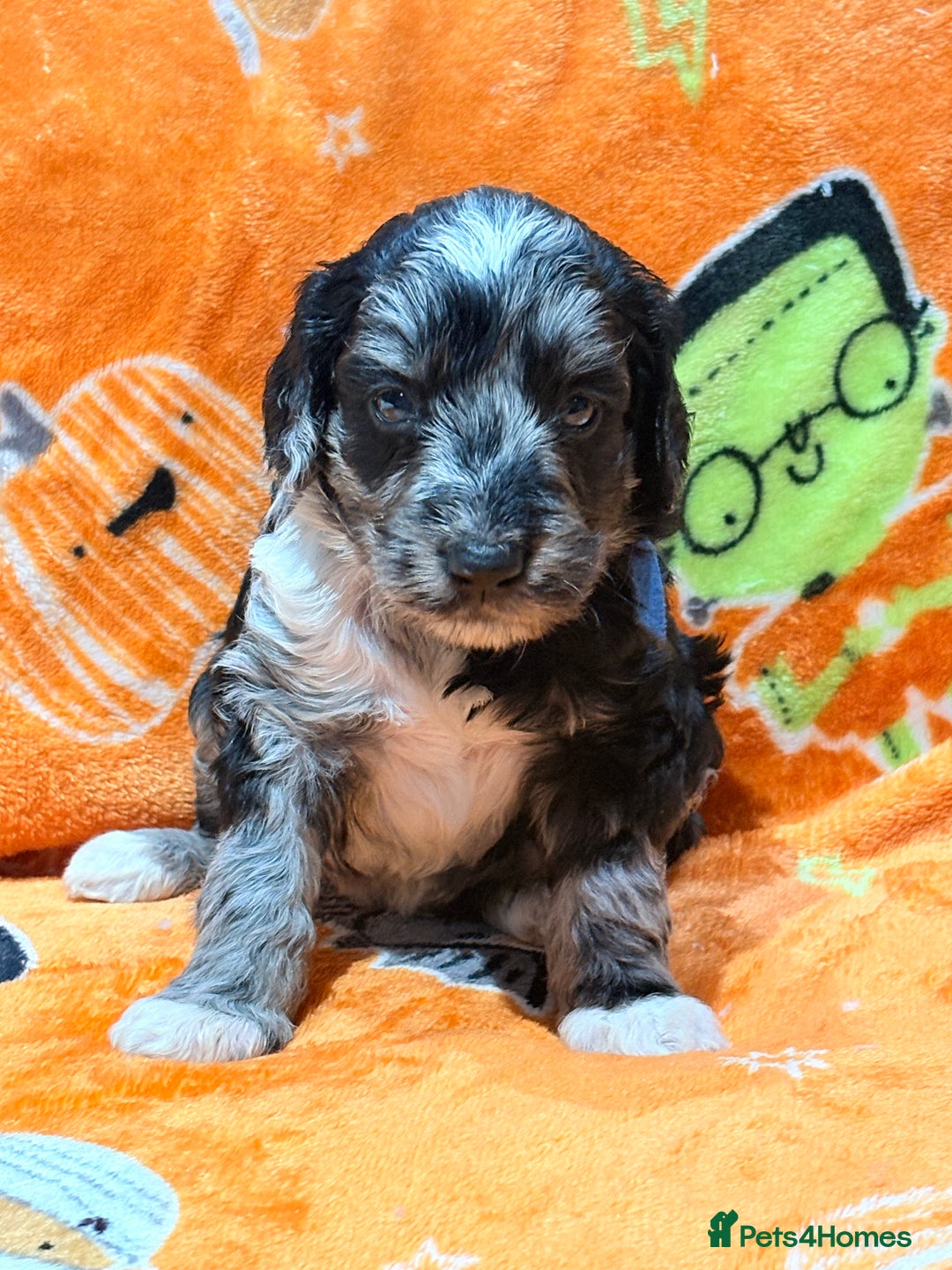 Mini Goldendoodle dogs for sale: 🐾🐾Mini golden doodles out of therapy asst momma - Image 3