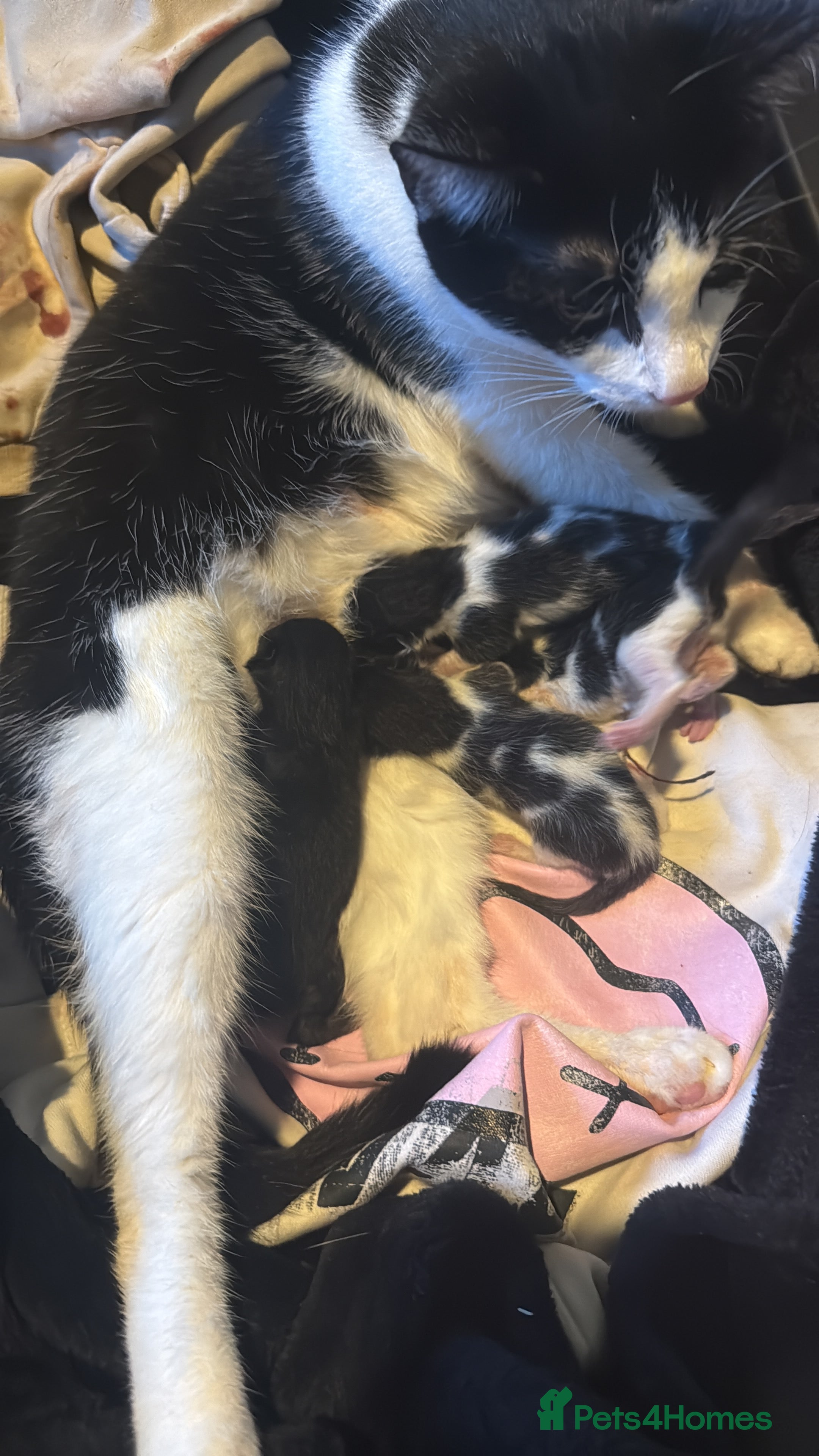 Mixed Breed cats Kittens for sale - Advert 12