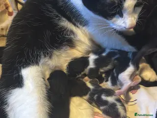 Mixed Breed cats Kittens for sale - Advert 12