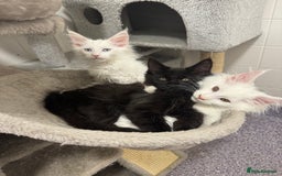 Maine Coon cats for sale: 2 Mainecoon pedigree kitten - Image 38