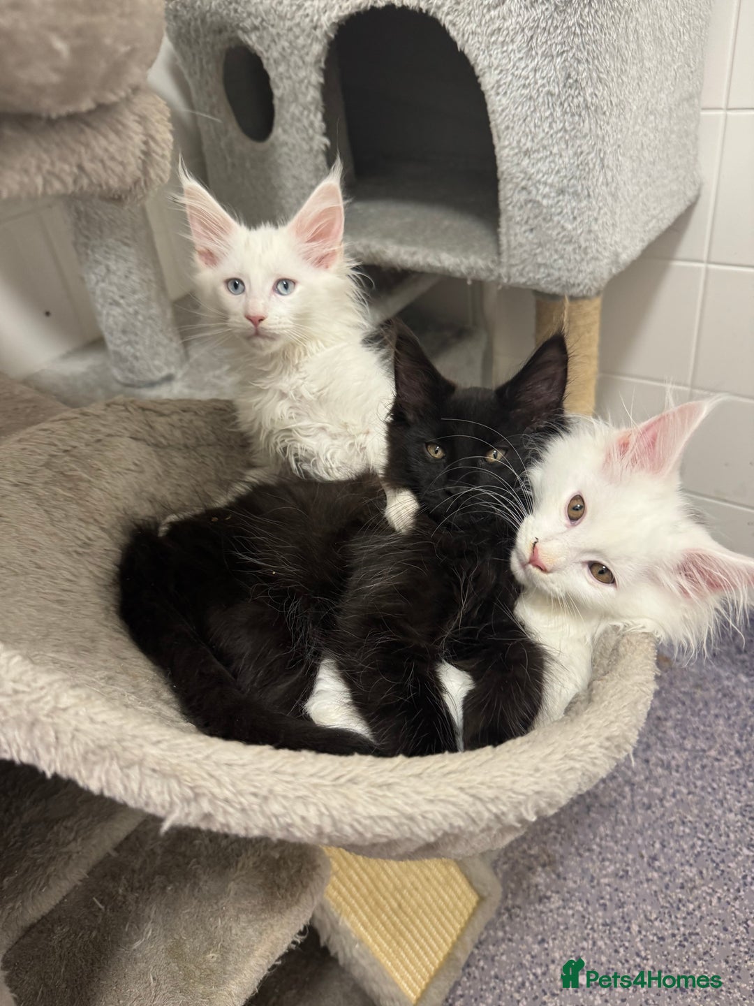 Maine Coon cats for sale: 2 Mainecoon pedigree kitten - Image 38