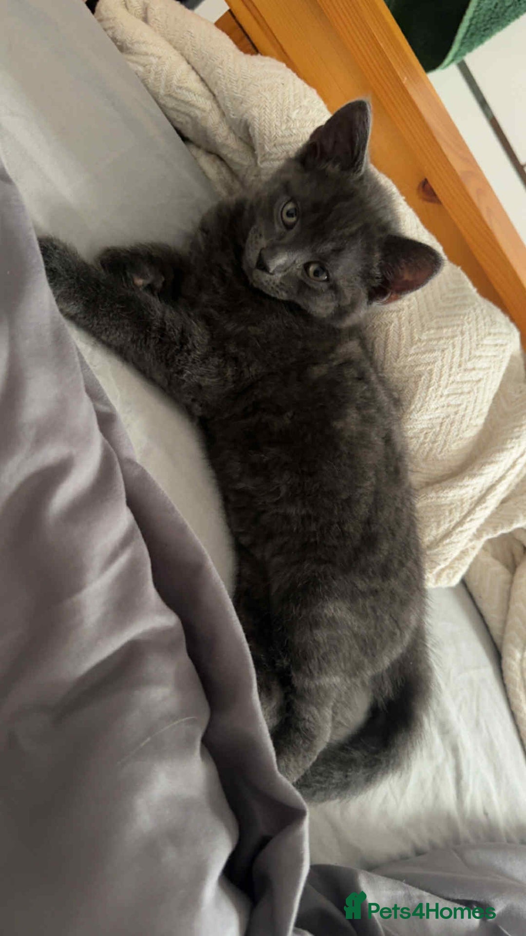 Russian Blue cats for sale: Russian Shorthair Kittens!   - Image 3