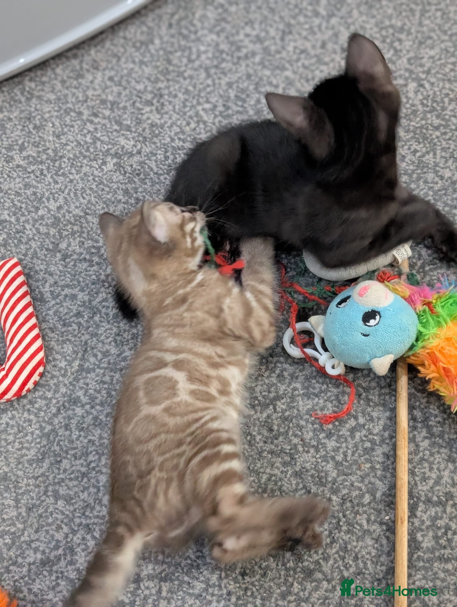 Bengal cats 🔥✨Pedigree TICA-Registered Bengals - Advert 2