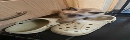Bengal cats for sale: BEAUTIFUL❤️ OUTSTANDING FELINES KITTENS 🐈‍⬛❤️ - Advert 13