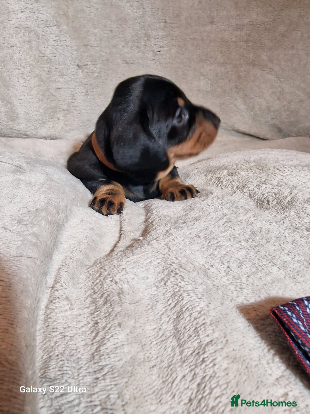 Miniature Dachshund dogs for sale: Champion bloodlines excellent quality KC miniature - Advert 34