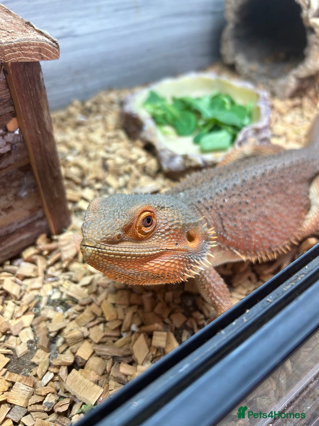 Bearded Dragon reptiles for sale: 1 lovely orange male bearded dragon  - Image 2