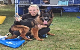 German Shepherd dogs for sale: TOP quality long coat puppies - Image 14