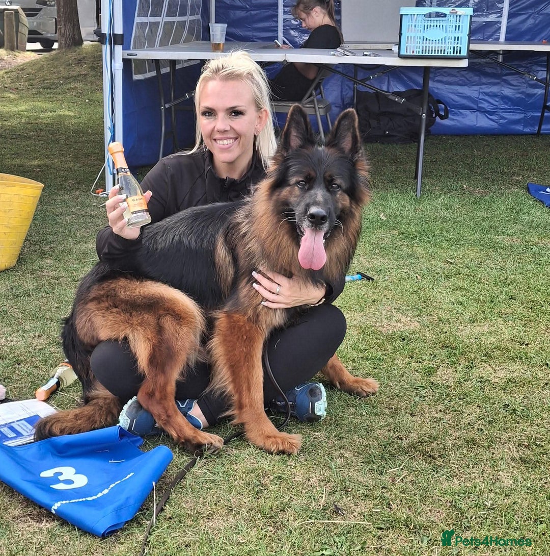 German Shepherd dogs for sale: TOP quality long coat puppies - Image 14
