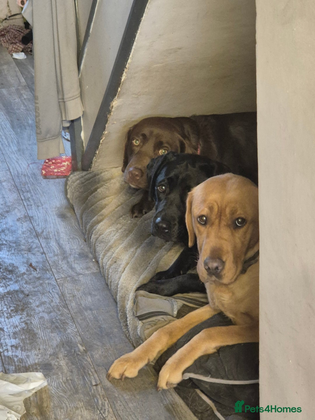 Labrador Retriever dogs for sale: KC Registered Fox Red and Black Labrador Puppies  - Advert 8