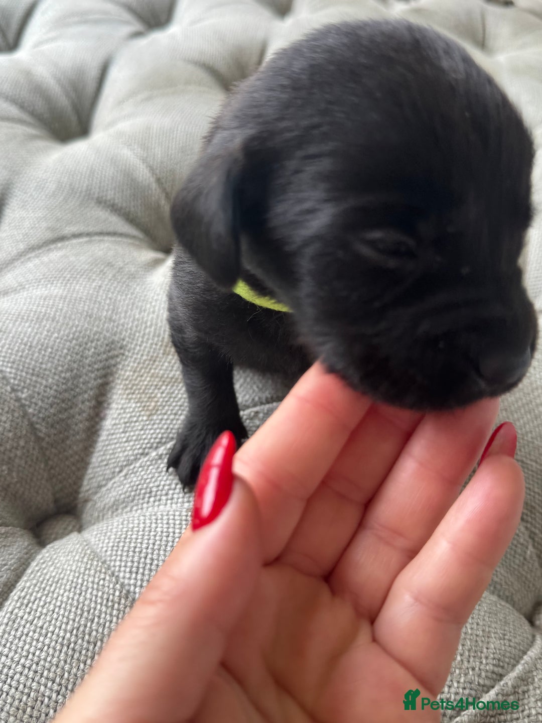 Labrador Retriever dogs for sale: Stunning homebred labs - Image 6