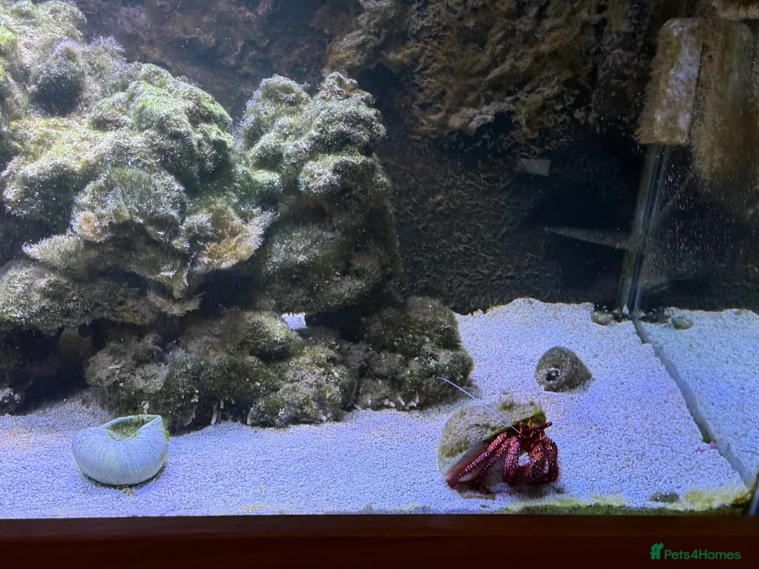 Crabs invertebrates for sale: Large White-Spotted Hermit Crab Dardanus megistos  in Ashford - Advert 2