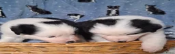 Border Collie dogs for sale: Border Collie Puppies blue eyes Tri Colour merle - Advert 11